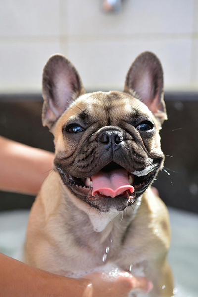 französische Bulldogge lässt sich waschen