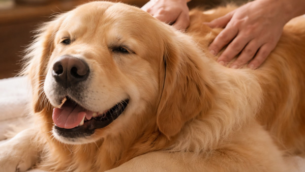 Hunde Massage bei Hundesalon Xeniaandpaws
