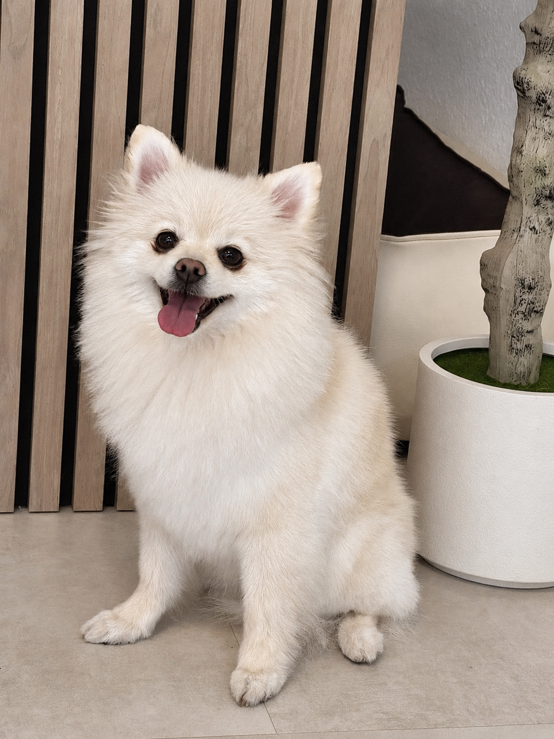 Icy Spitz